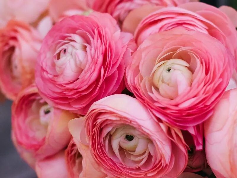 Ранункулюс розовый фото Лютик Пинк (Ranunculus Pink) купить в Москве, доставка почтой по России, недорог