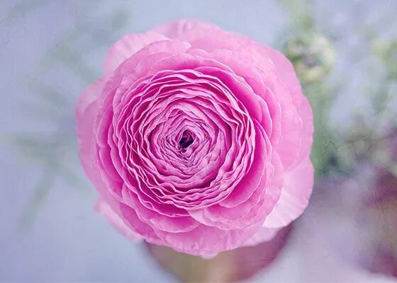 Ранункулюс розовый фото Flowers & Their Meanings Ranunculus Interflora Beautiful pink flowers, Pink flow