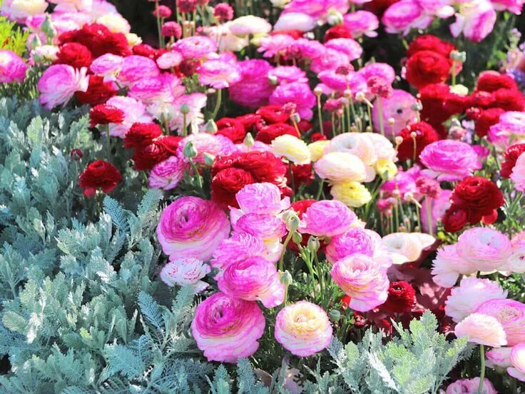 Ранункулюс цветы фото на клумбе Growing Ranunculus Flowers: The Correct Way To Plant Bulbs in 2023 Ranunculus fl