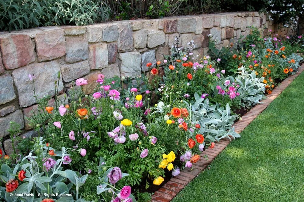 Ранункулюс цветы фото на клумбе Ranunculus border in 2024 Ranunculus garden, Garden design, Ranunculus