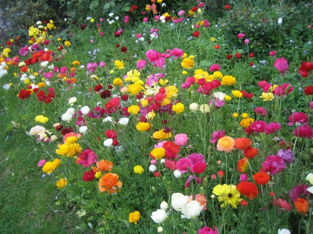 Ранункулюс цветы фото на клумбе I want this in my backyard right away!! Ranunculus flowers, Flower garden, Child