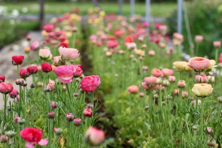 Ранункулюсы фото в саду How we plant ranunculus and anemone - Flourish Flower Farm Flower farm, Flower f