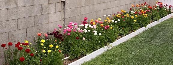 Ранункулюсы на клумбе фото Wayne Schmidt's Ranunculus Page Ranunculus garden, Flower garden, Plants