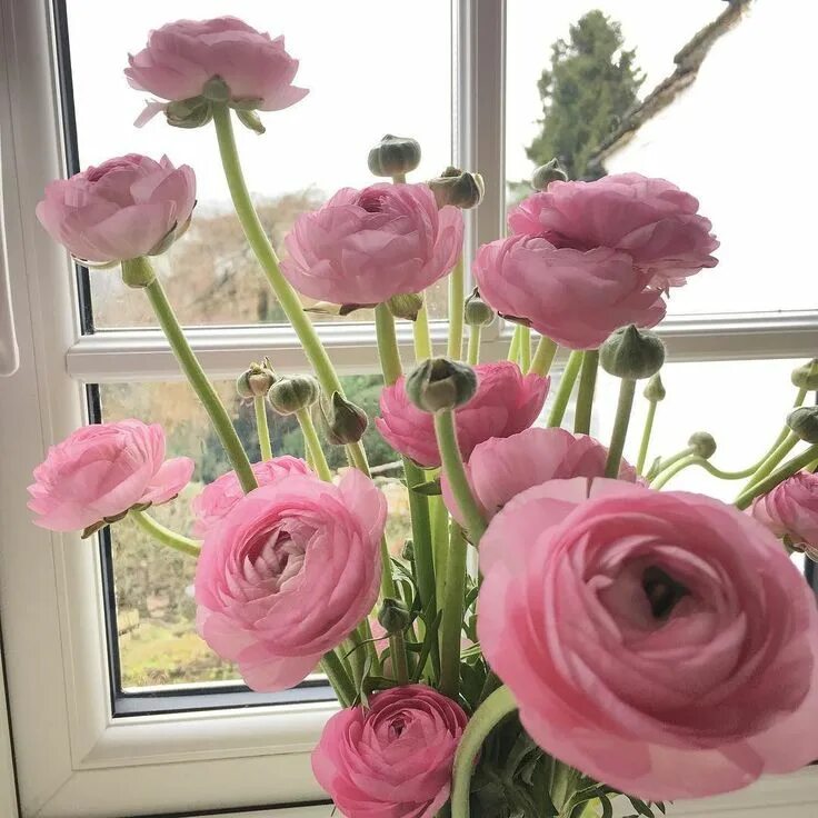 Ранункулюсы посадка и уход фото Pink and Green Ranunculus in the Morning Light