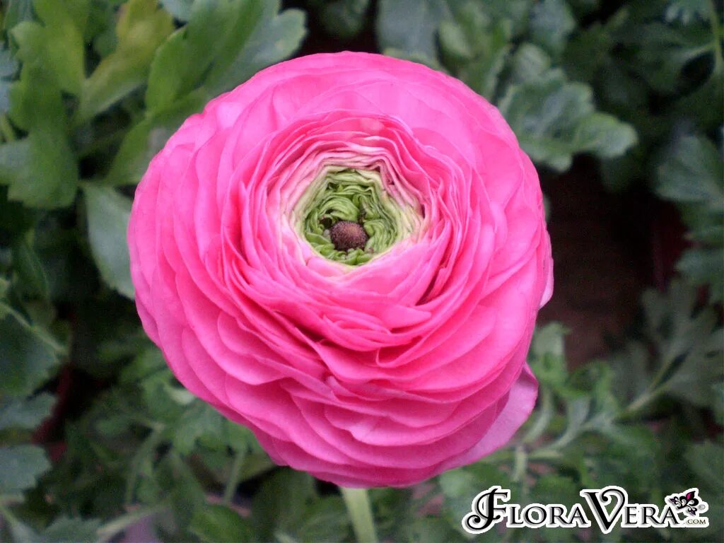 Ранункулюсы посадка и уход фото Ranunculus asiaticus " Floravera