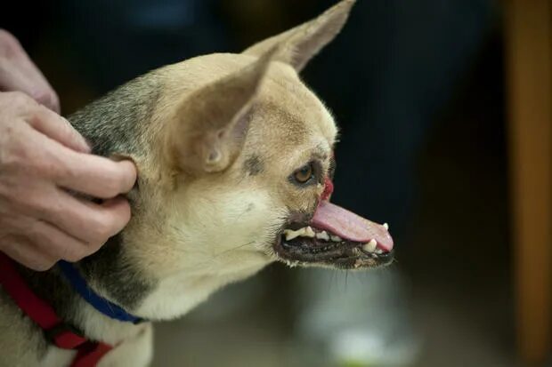 Раны после укуса собаки фото Hero dog Kabang gets new nose - CBS News