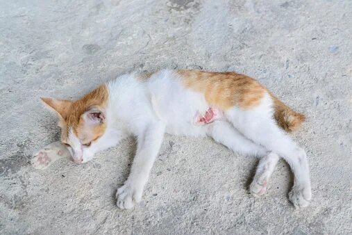 Раны у кошек фото Wounded Kitteninjured Little Cat With Lesion At The Body Stock Photo - Download 