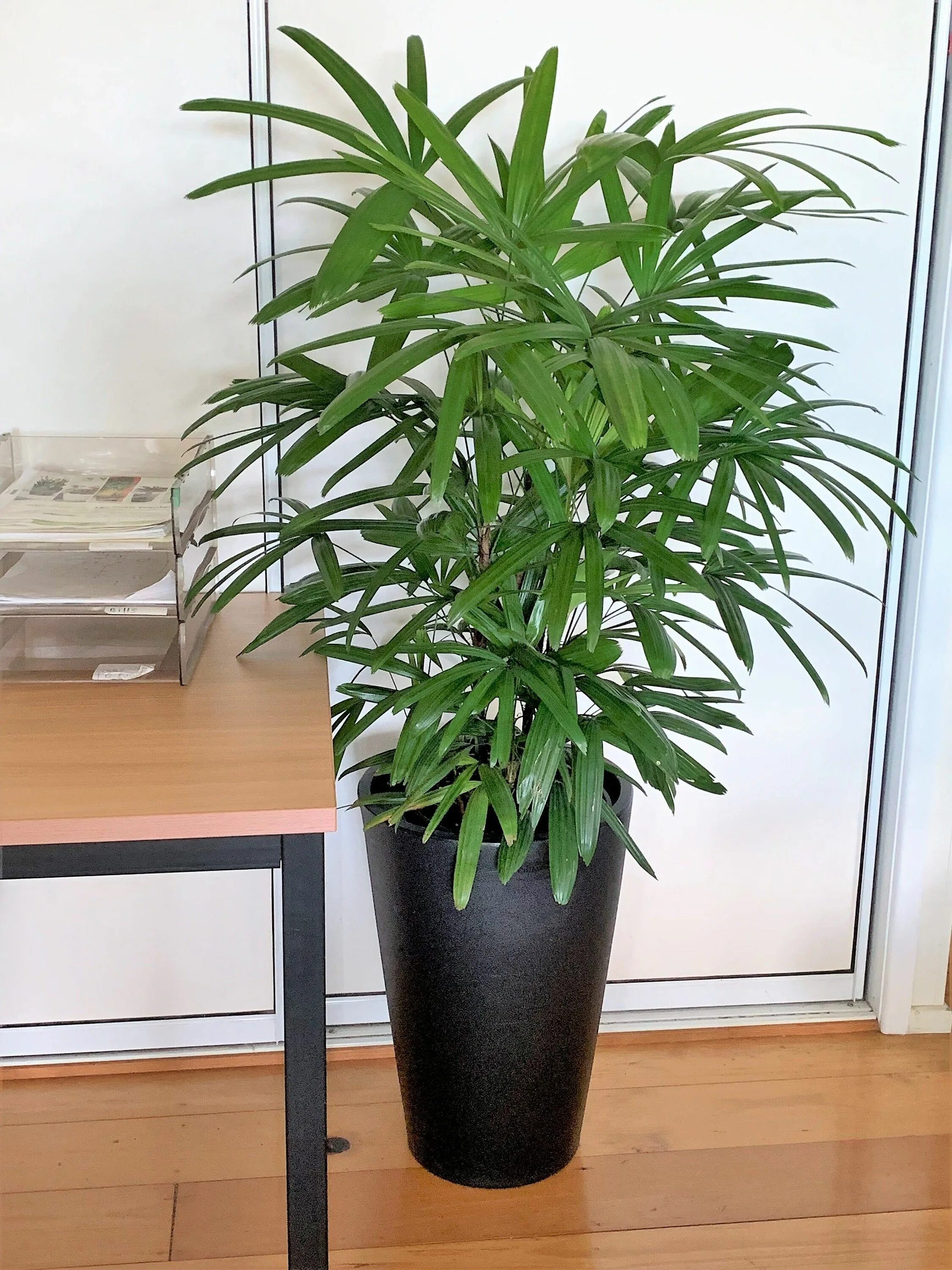 Рапис растение комнатное фото Lady Palm Live Plant in an 8 Inch Growers Pot Rhapis - Etsy Plants, Live plants,