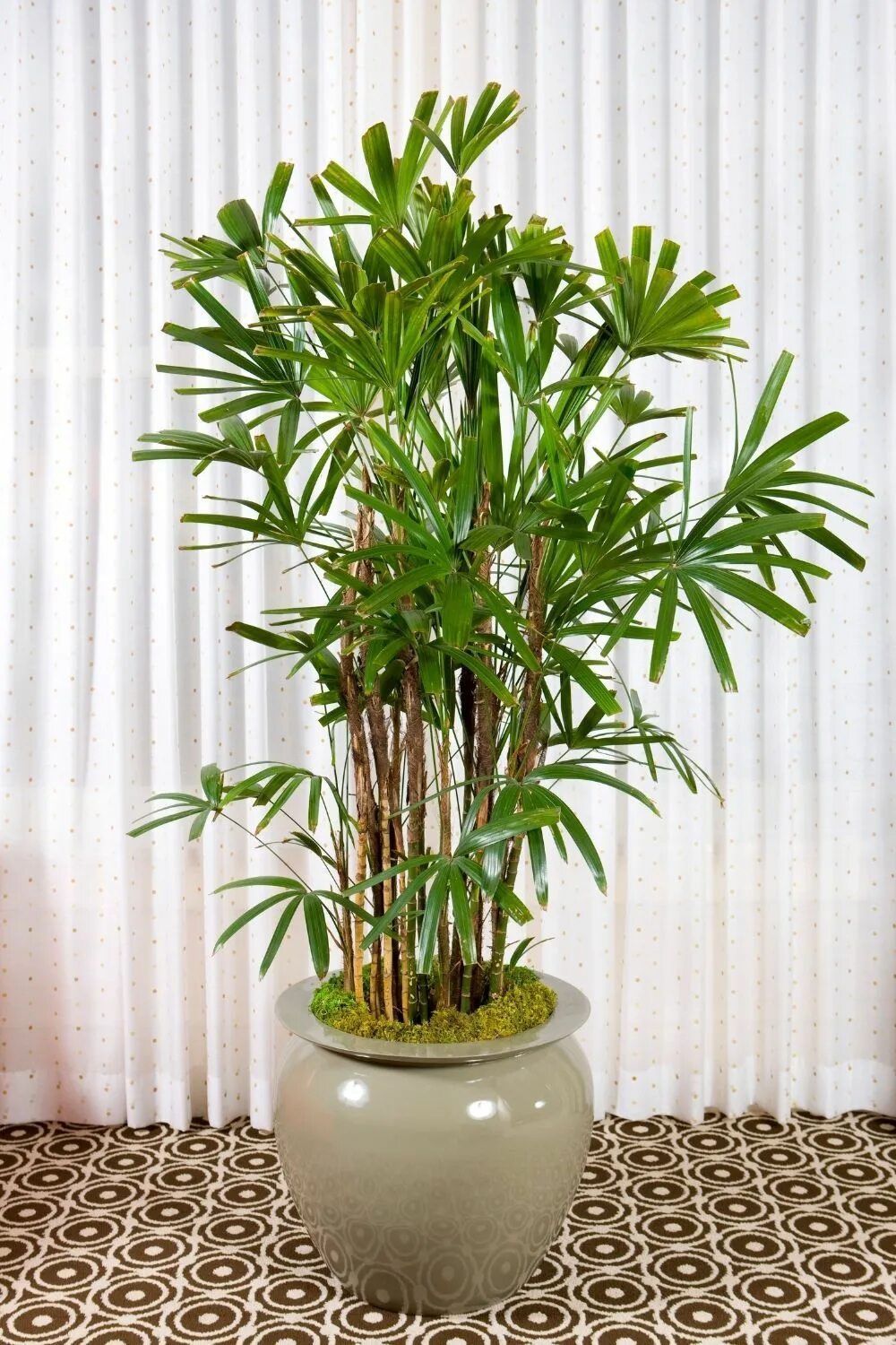 Рапис растение комнатное фото Bathroom plants that absorb moisture - miss mv Tall indoor plants, Best indoor p