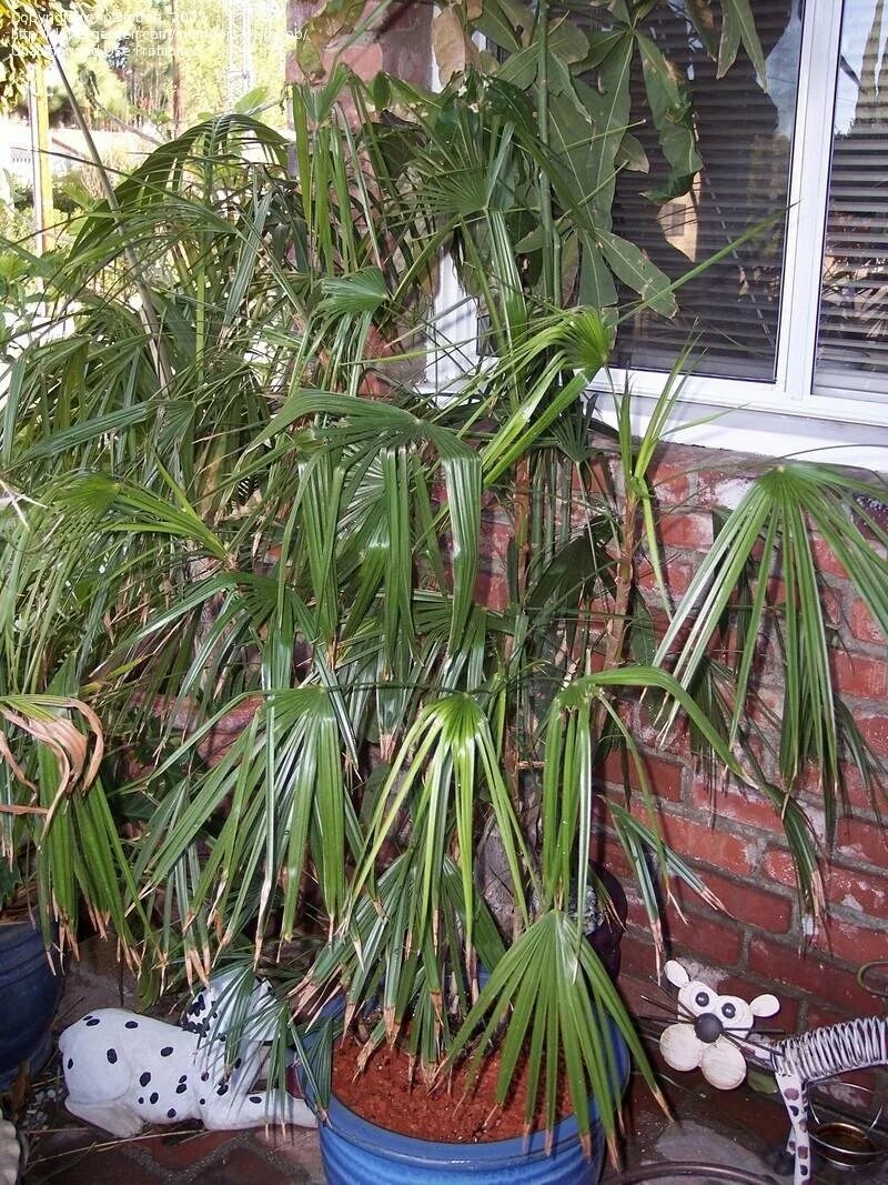 Rhapis excelsa - Lady Palm in 2022 Indoor palms, Palm house plants, Hardy plants