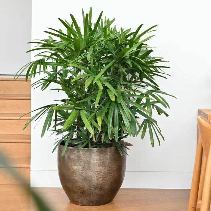 Рапис растение комнатное фото Rhapis Palm in 2021 Planters, Indoor plants, Plants