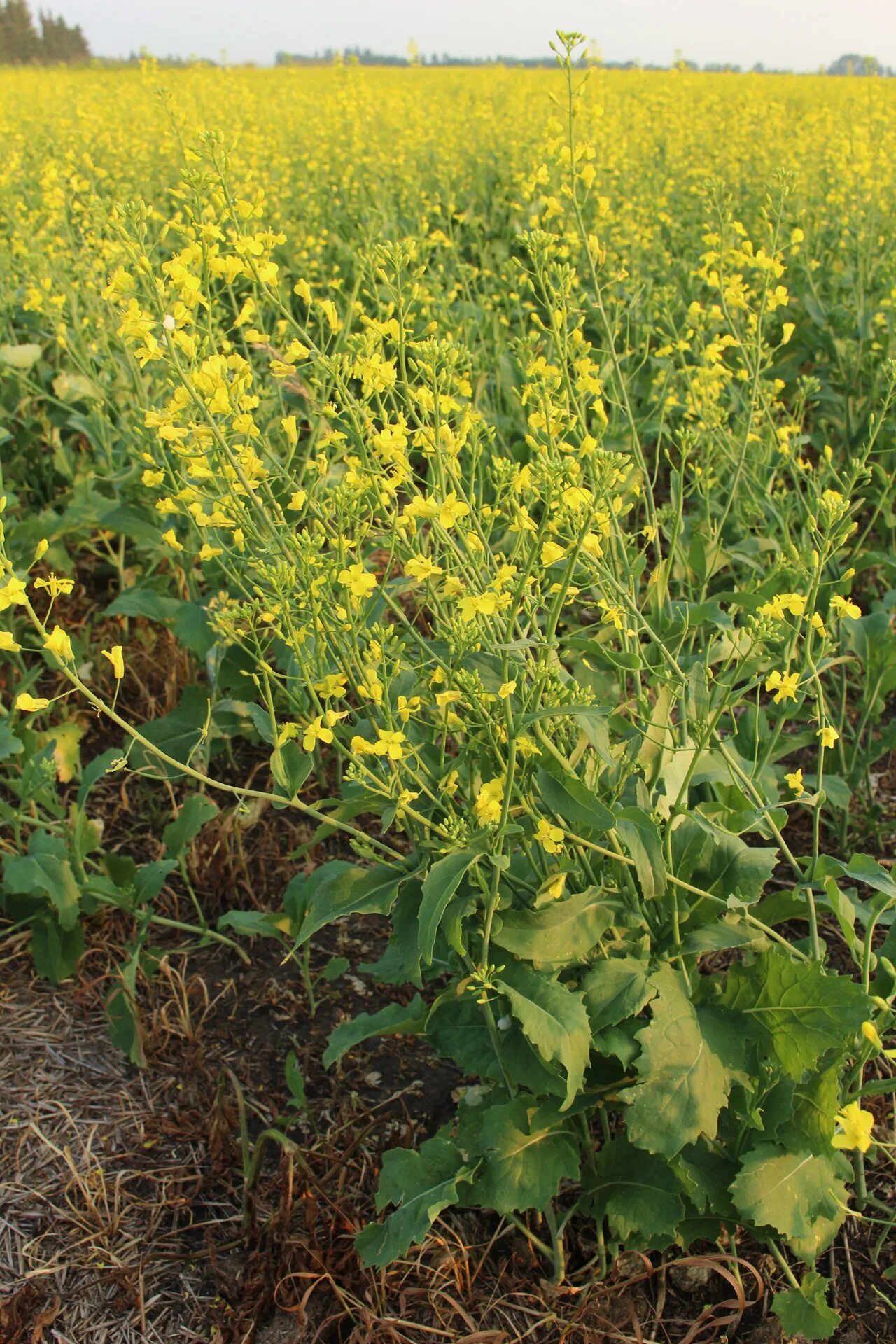 Рапс фото растения на полях Download free photo of Canola,plant,crop,canola plant crop,free pictures - from 