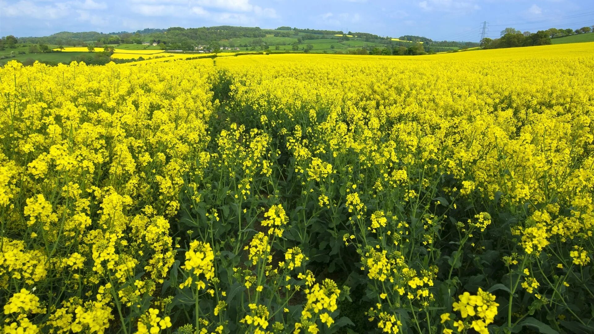 Рапс фото растения на полях Wallpaper : flowers, yellow, field, nature, trees, further 1920x1080 - goodfon -