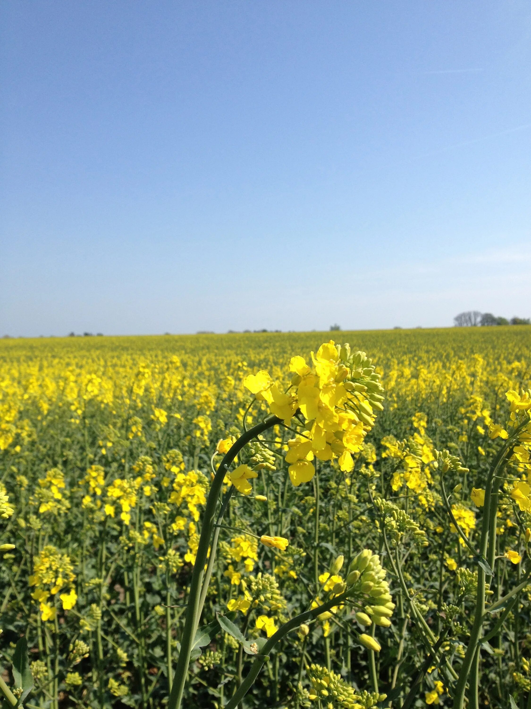 Рапс фото растения на полях Wallpaper : landscape, food, field, yellow, Rapeseed, flower, grassland, pasture