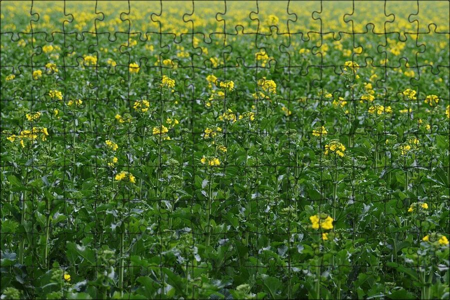 Rapeseed field close-up stock image. Image of environment - 93557961