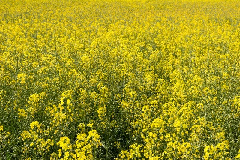 Рапс фото растения на полях созревший Rapeseed field close-up stock image. Image of environment - 93557961