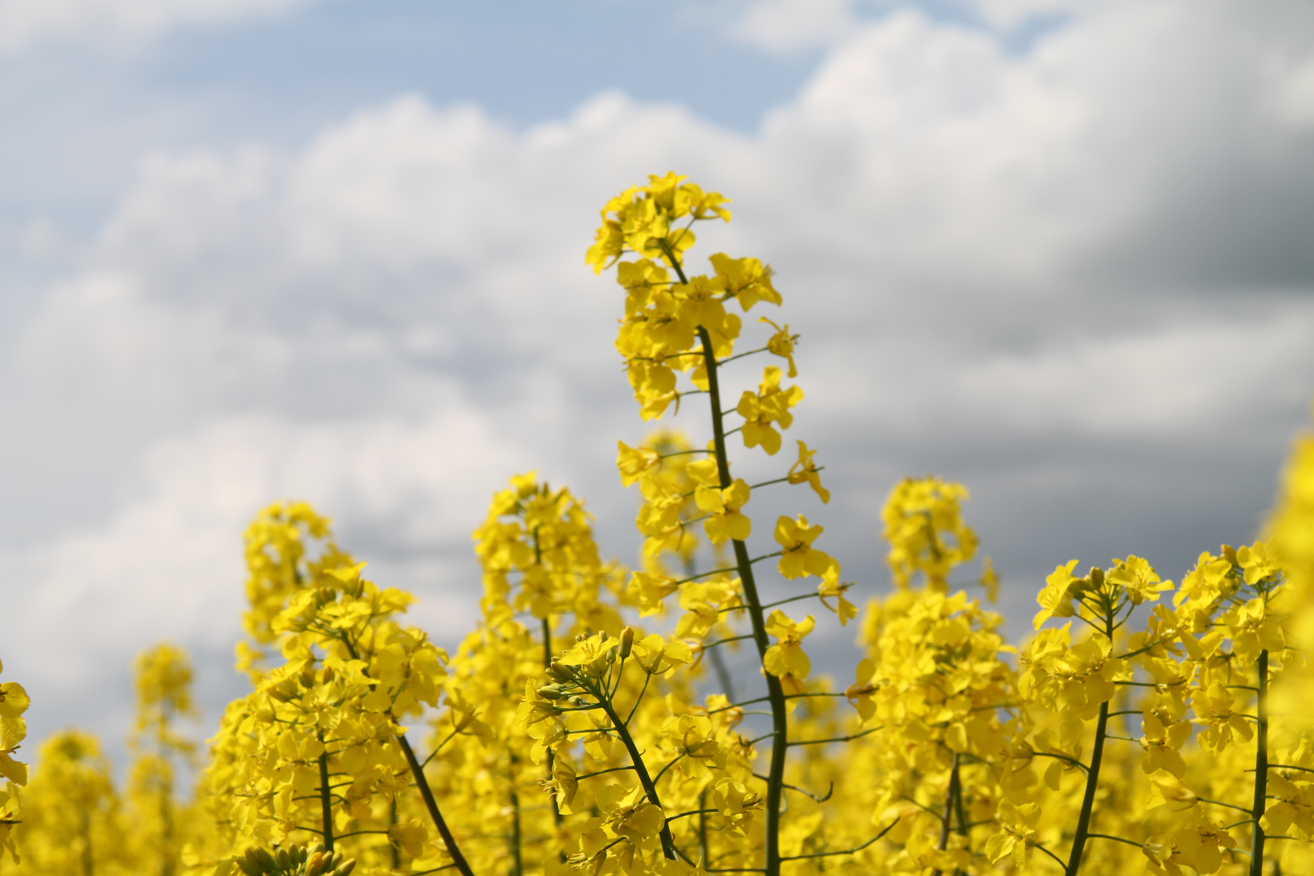 Рапс осенью фото Wallpaper : sunlight, landscape, food, sky, field, yellow, blossom, Rapeseed, fl