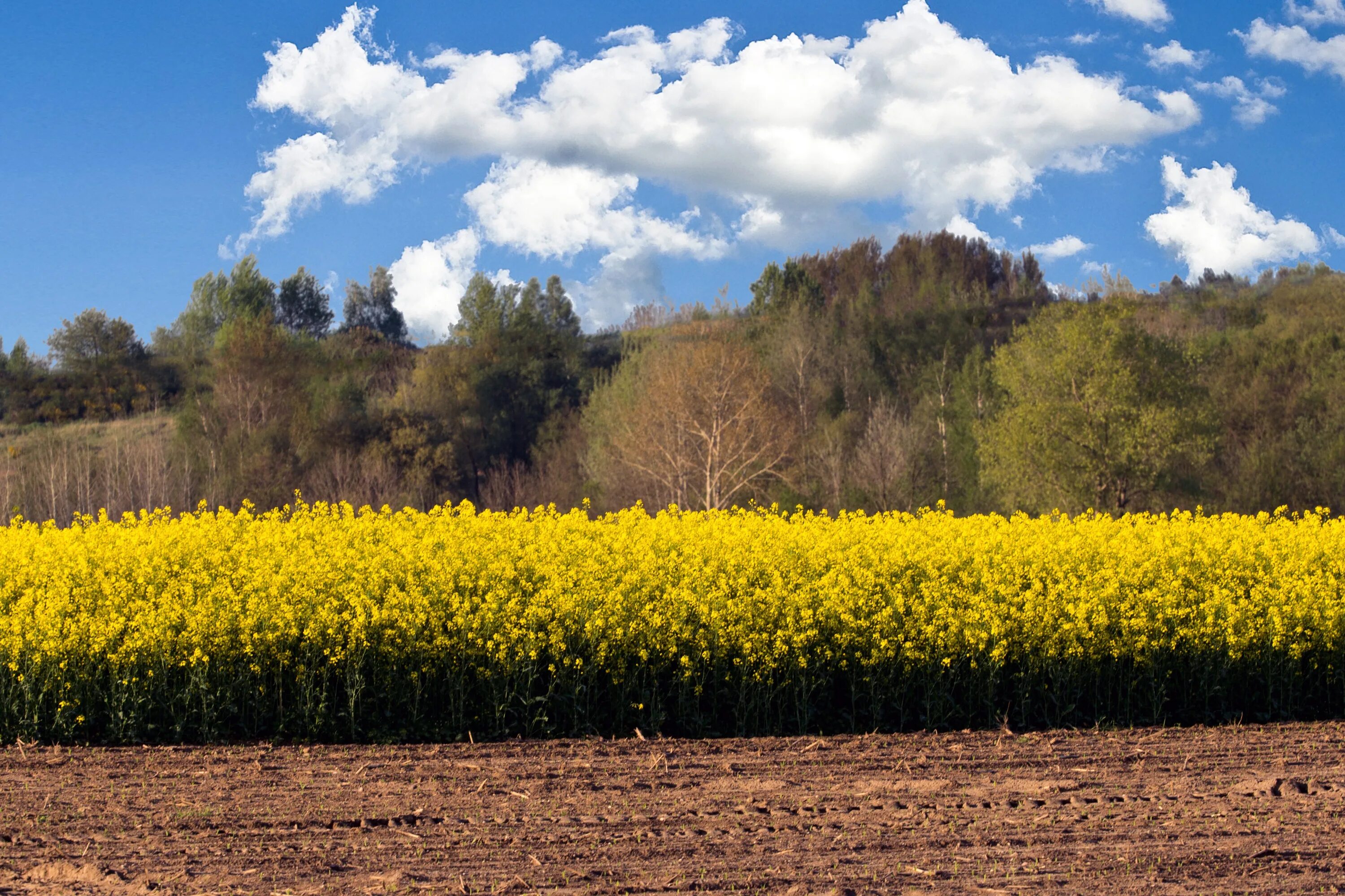 Рапс осенью фото Oilseed Rape Field free image download