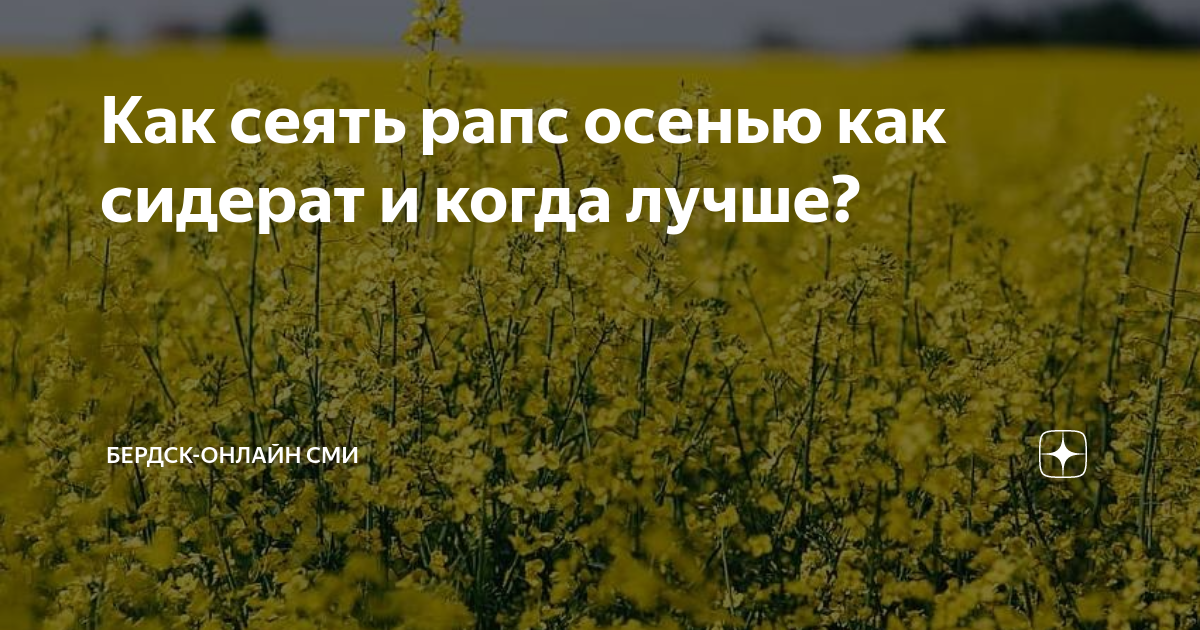 Рапс осенью фото Как сеять рапс осенью как сидерат и когда лучше? Тренды Эры Дзен