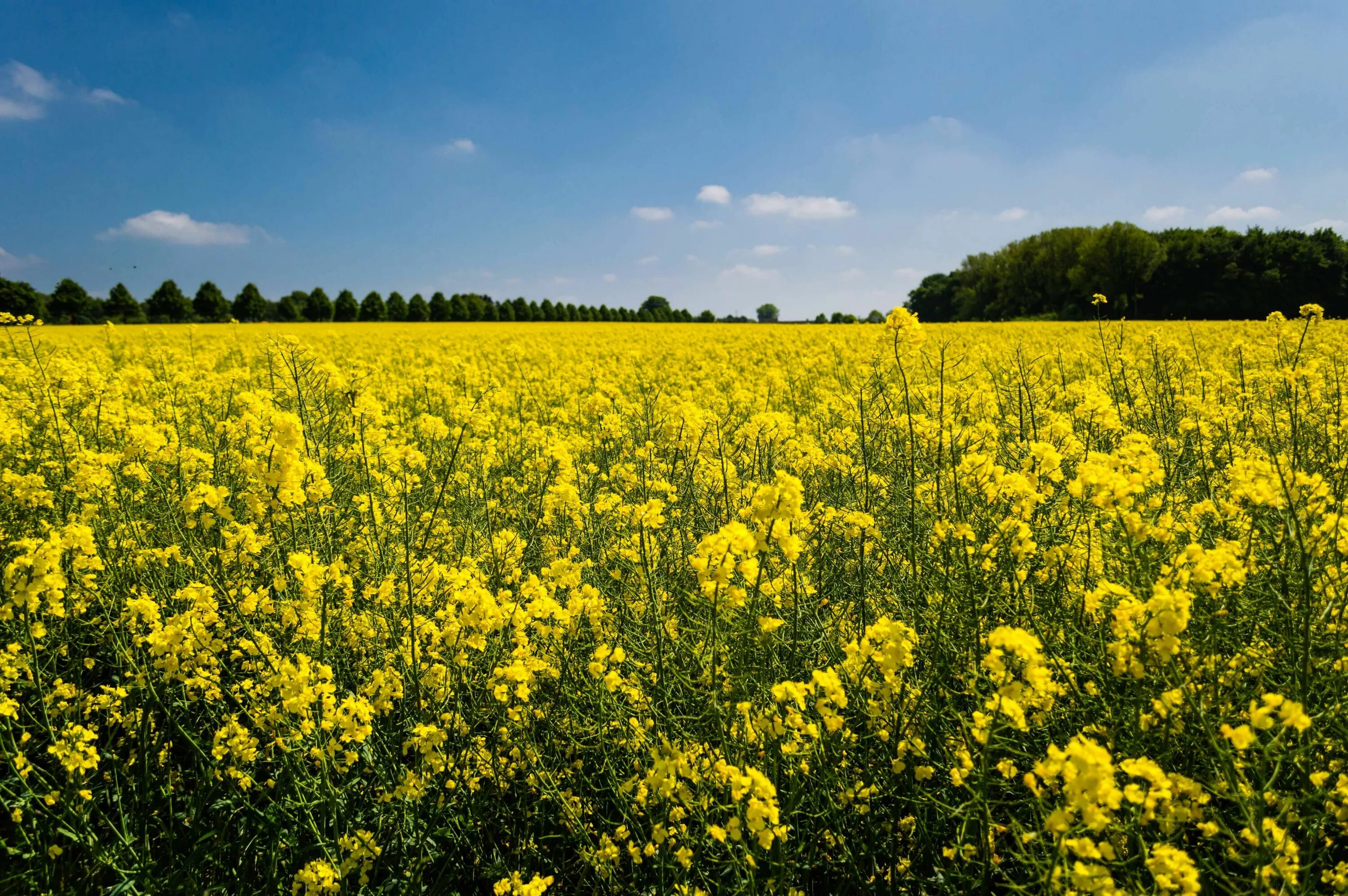 Рапсовое поле фото #countryside #farm #field #flora #flowers #landscape #outdoors #rural Natur, Fel