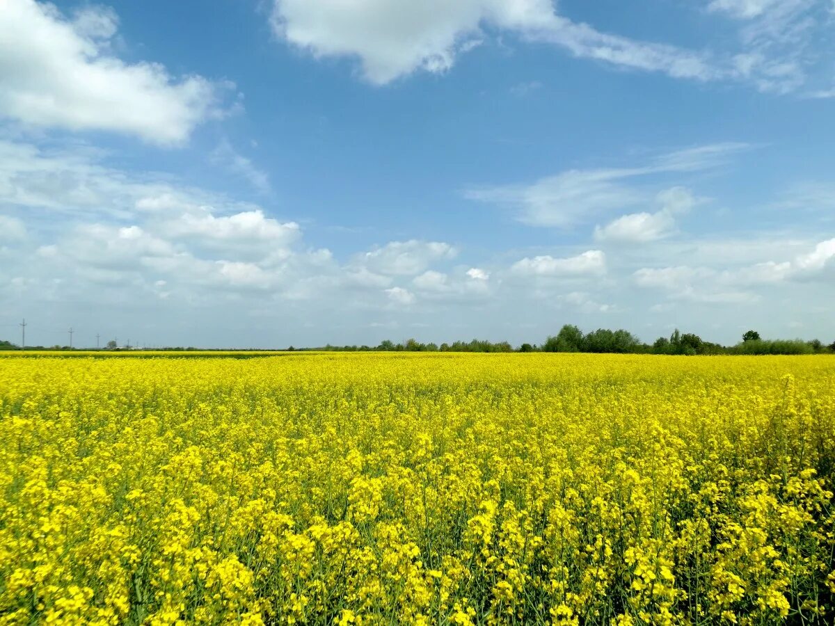 Рапсовое поле фото Free Images : landscape, sky, field, meadow, prairie, flower, food, produce, veg