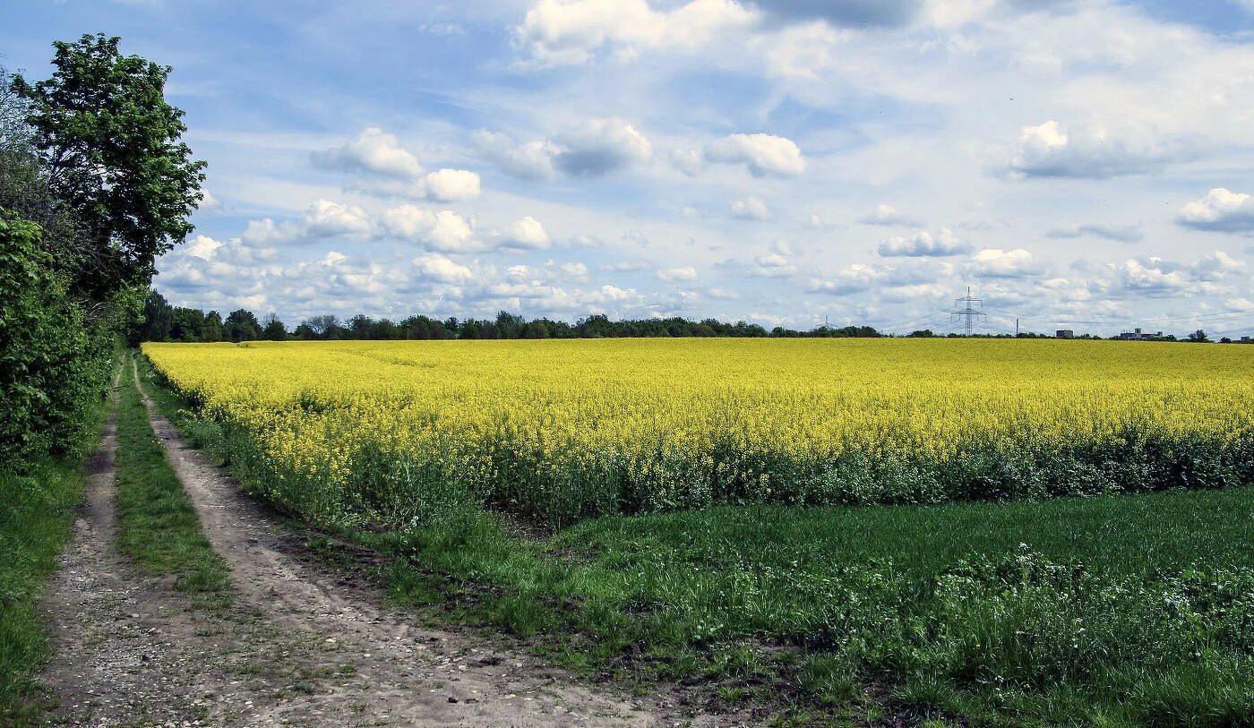 Рапсовое поле фото Рапсовое поле