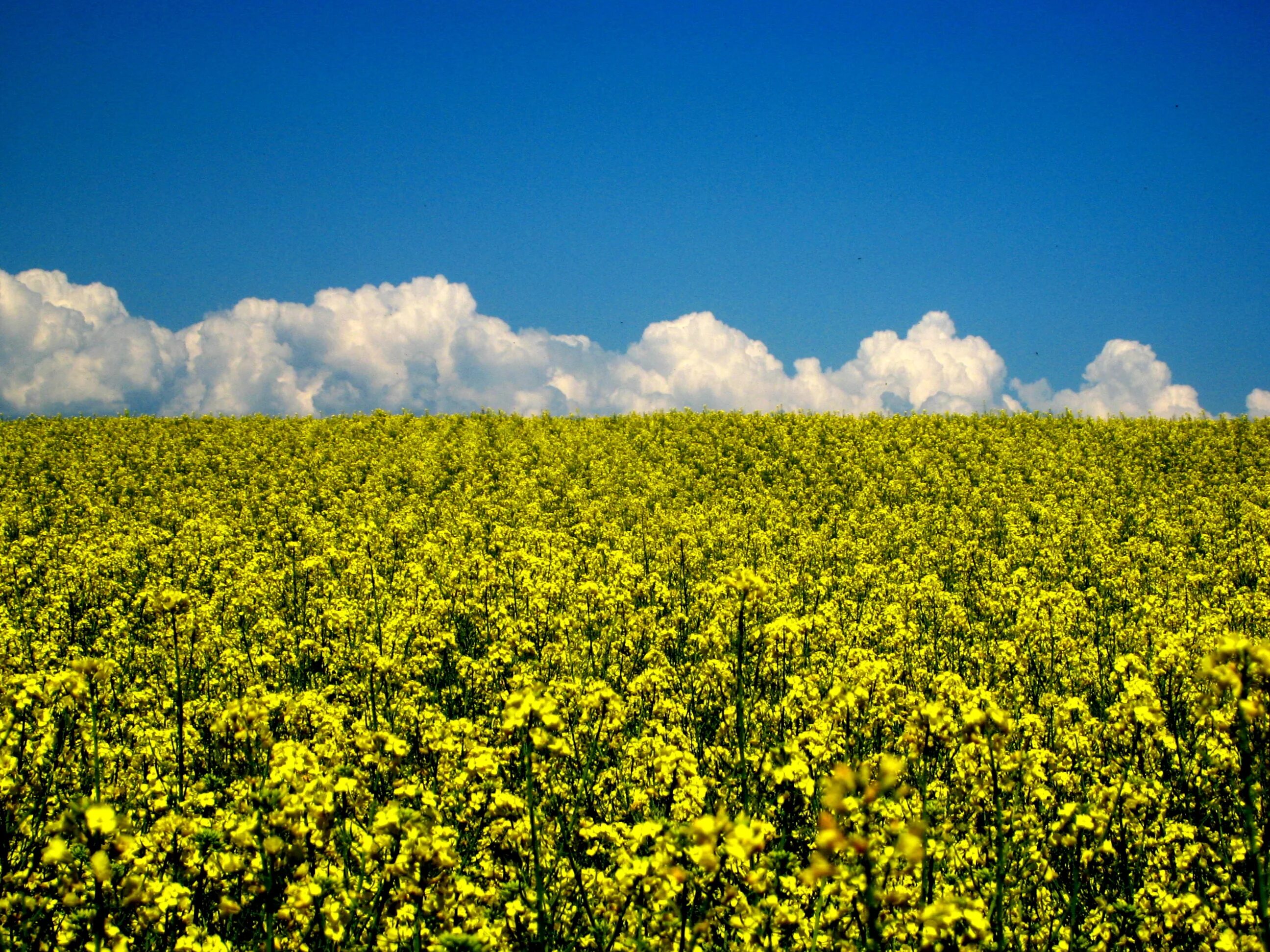 Рапсовое поле фото Wallpaper : sunlight, food, nature, sky, field, yellow, blue, horizon, Switzerla