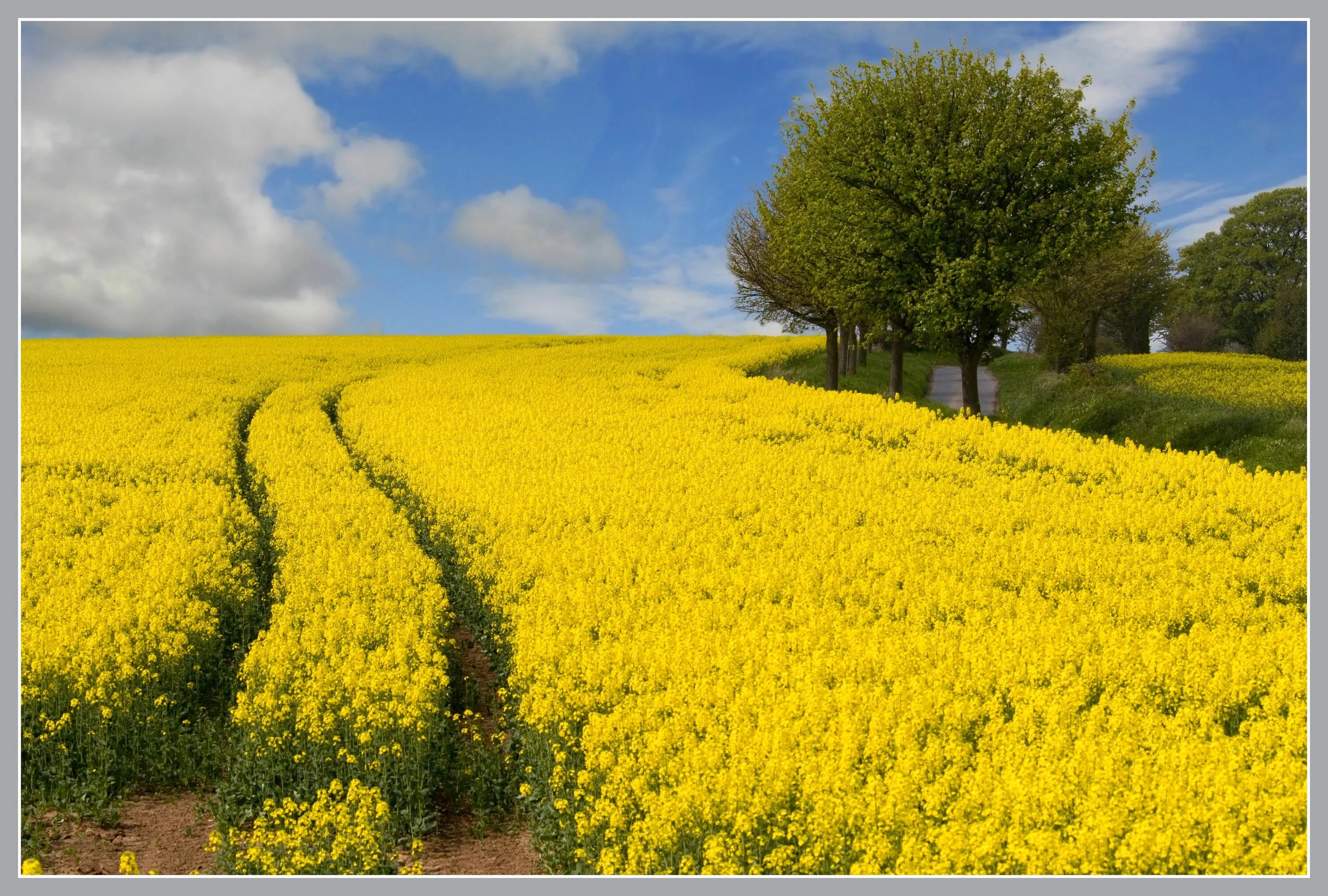 Рапсовое поле фото цветов Wallpaper : landscape, nature, sky, field, yellow, spring, Rapeseed, tree, flowe