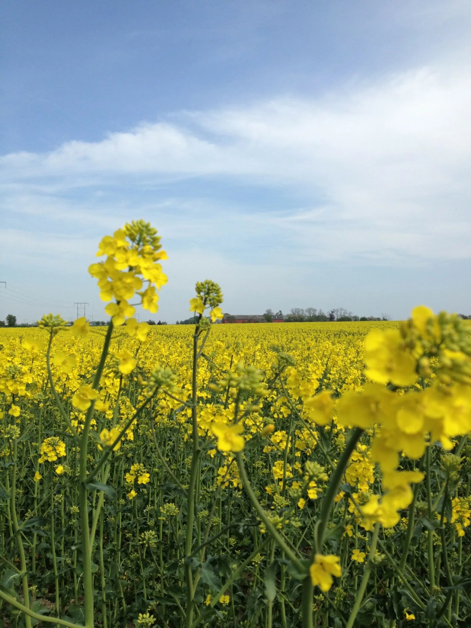 Рапсовое поле фото цветов Wallpaper : sunlight, landscape, food, sky, field, yellow, Rapeseed, flower, gra