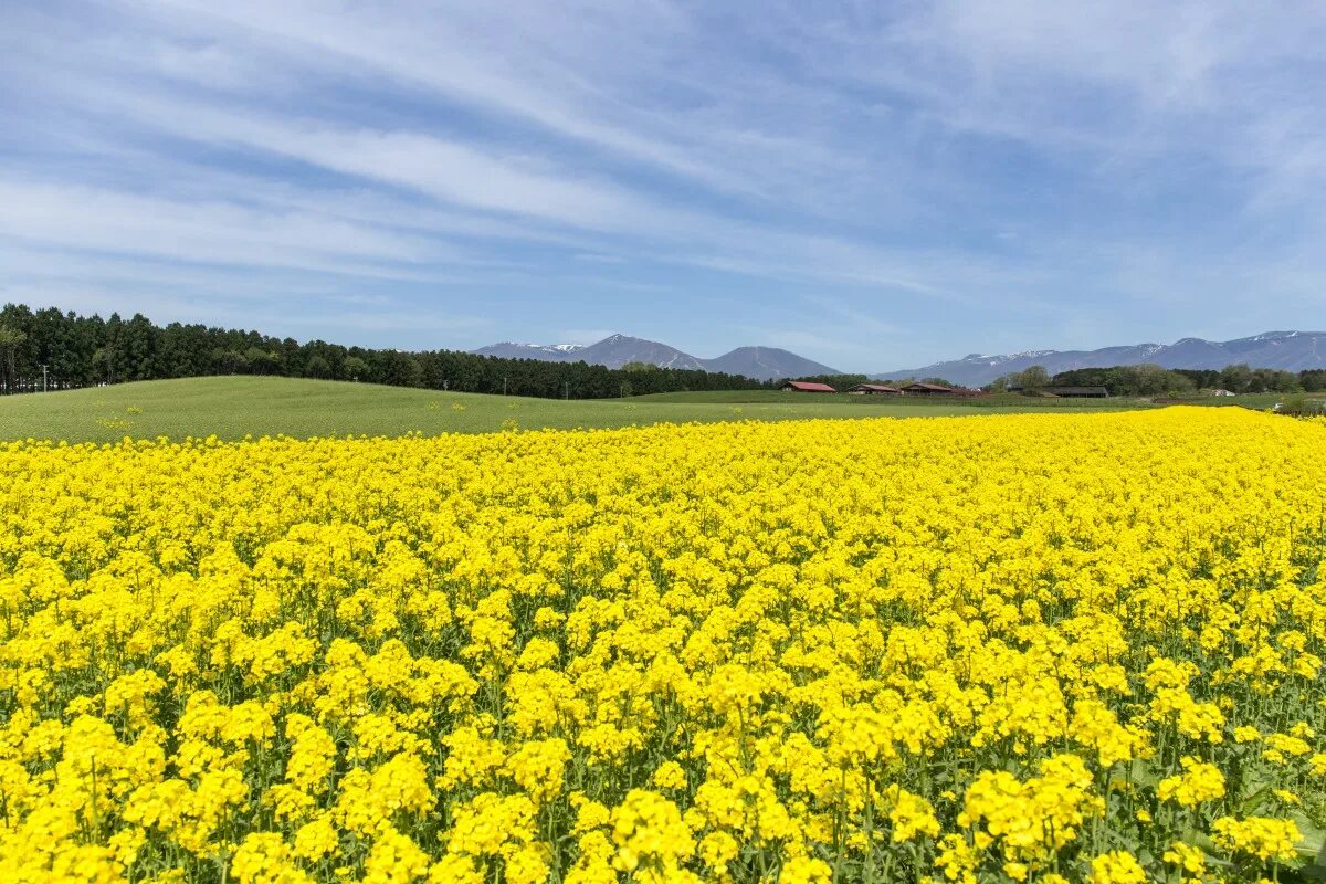 Рапсовое поле фото цветов Free Images : landscape, mountain, cloud, field, meadow, prairie, flower, view, 