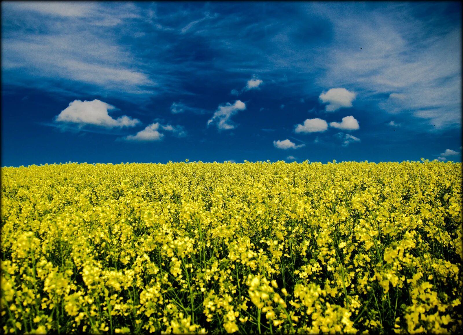 Рапсовое поле фото цветов Wallpaper : sunlight, food, sky, field, clouds, yellow, Germany, horizon, Rapese