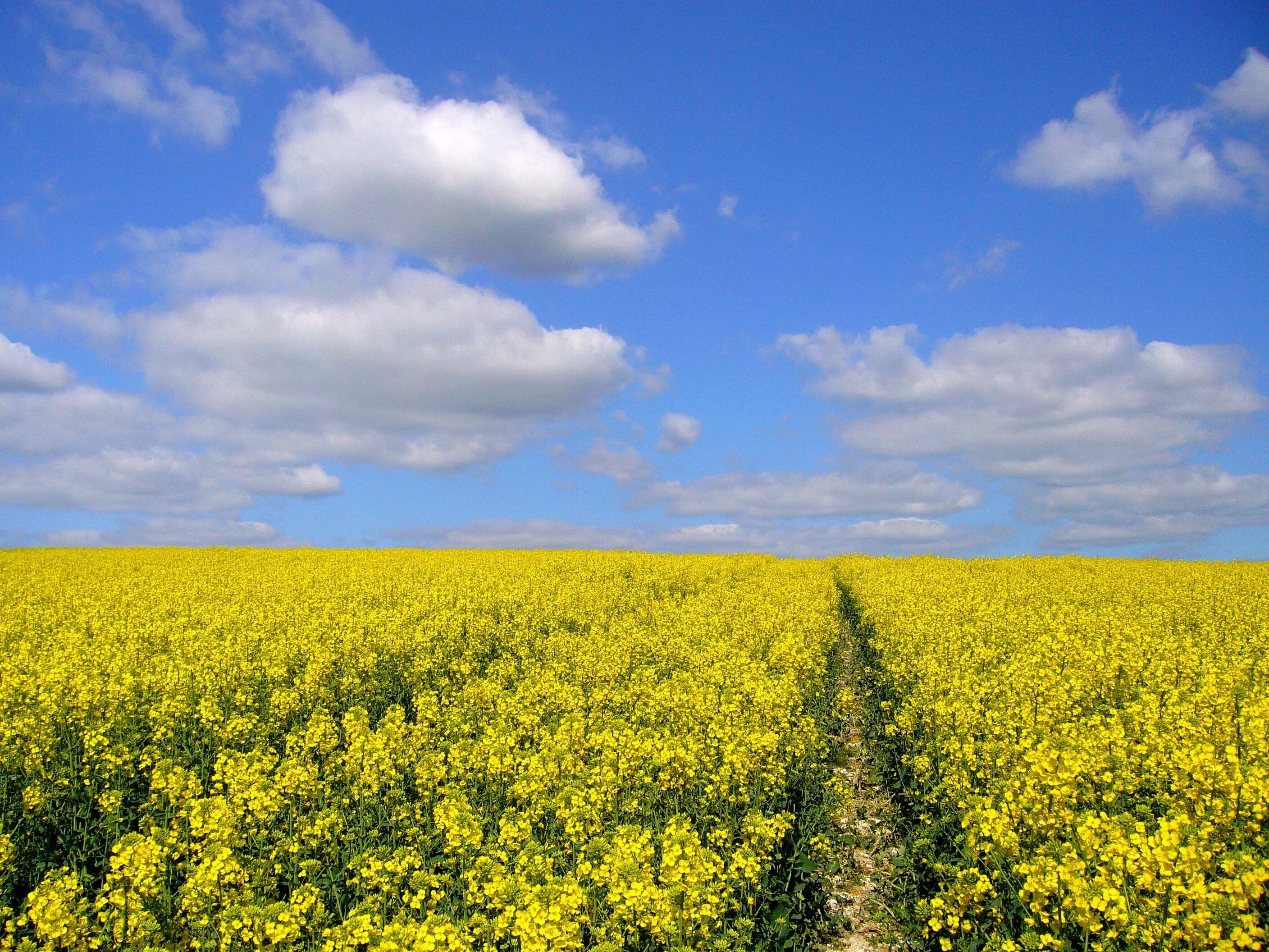 Рапсовое поле фото цветов Yellow rapeseed field on a sunny day free image download