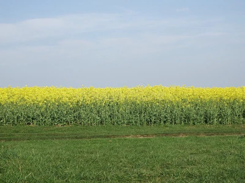 Рапсовое поле фото цветов Field, Yellow, Rapeseed, Canola Picture. Image: 120115001