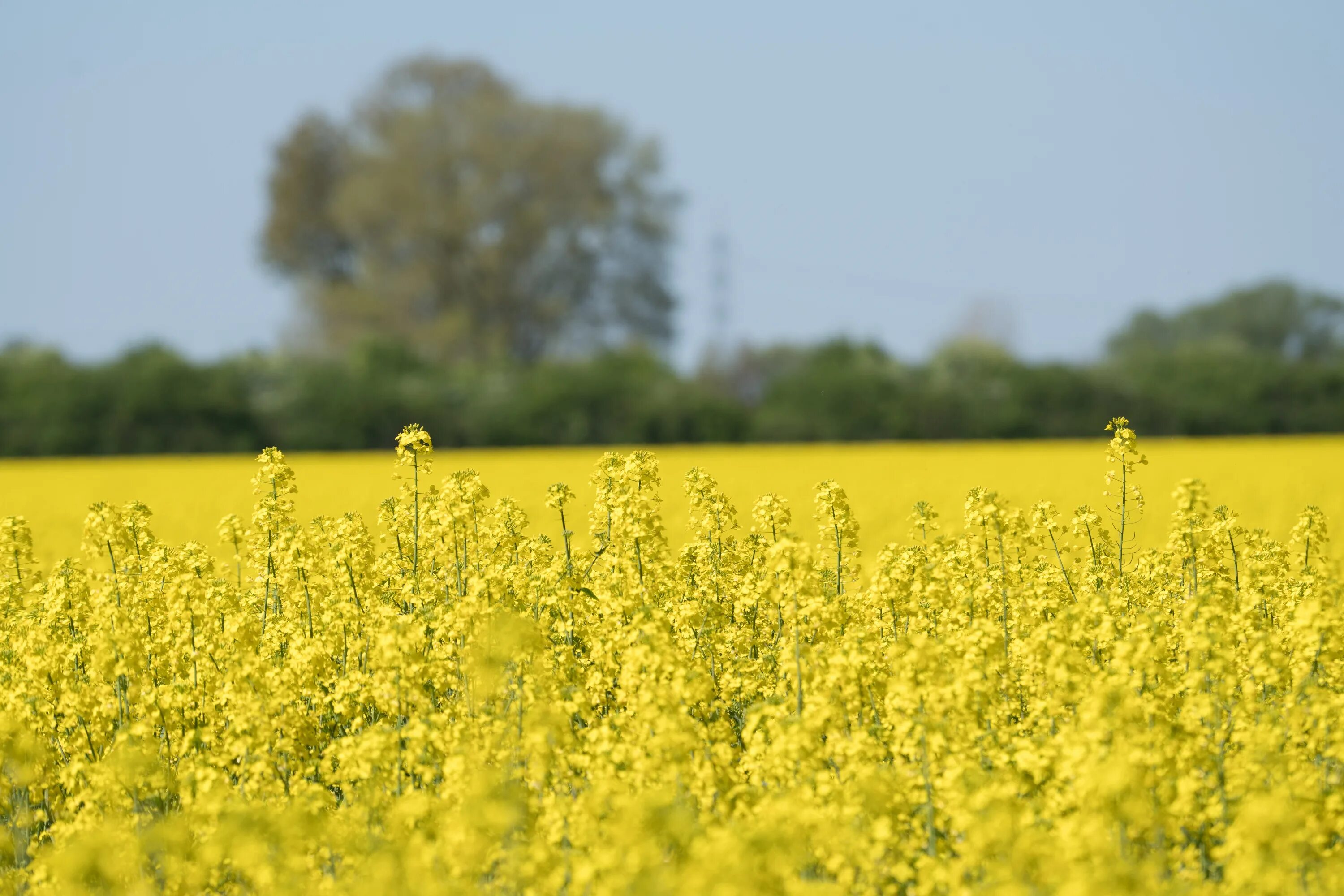 Рапсовое поле фото цветов Bright rapeseed field on a blurred background free image download