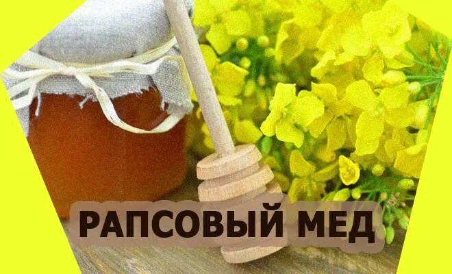 Рапсовый мед фото описание отзывы Рапсовый мед: полезные свойства и противопоказания, фото