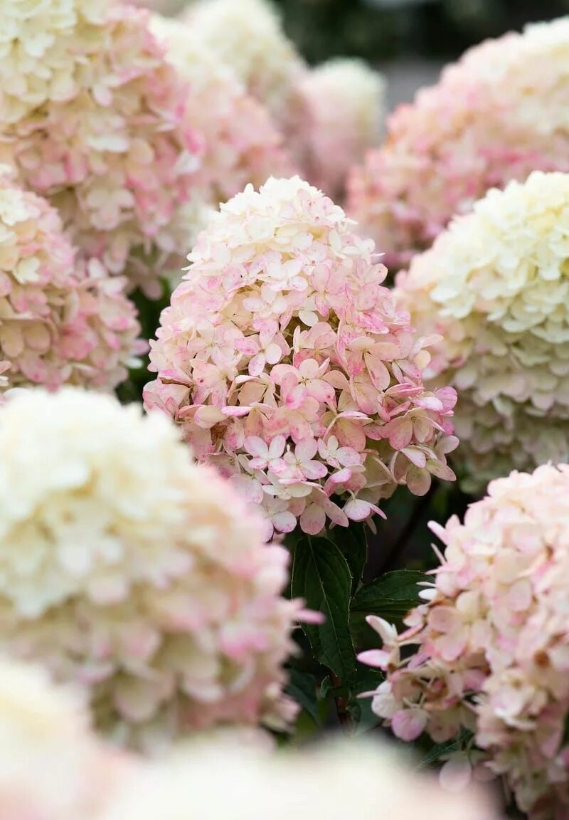 Расбери пинк гортензия описание и фото Hydrangea paniculata Living Raspberry Pink ® Hydrangea paniculata, Hydrangea, Hy