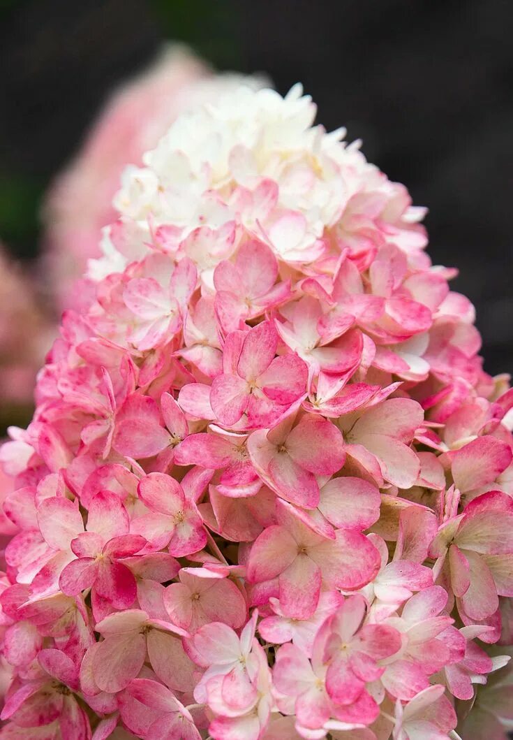 Расберри пинк гортензия метельчатая описание и фото Hydrangea Living Raspberry Pink Hydrangea paniculata, Hydrangea, Prettiest hydra