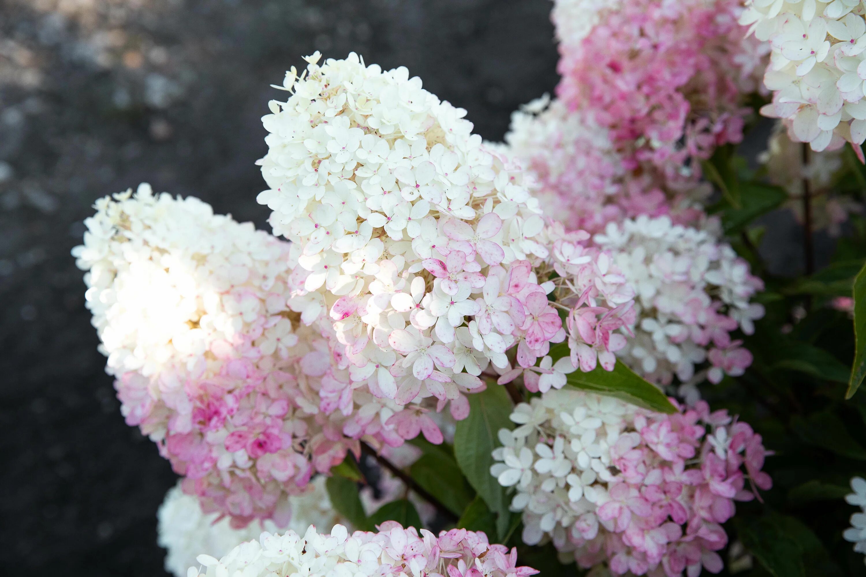 Расберри пинк гортензия метельчатая описание и фото Hydrangea paniculata Living Raspberry Pink Hydrangea paniculata, Hydrangea, Gard