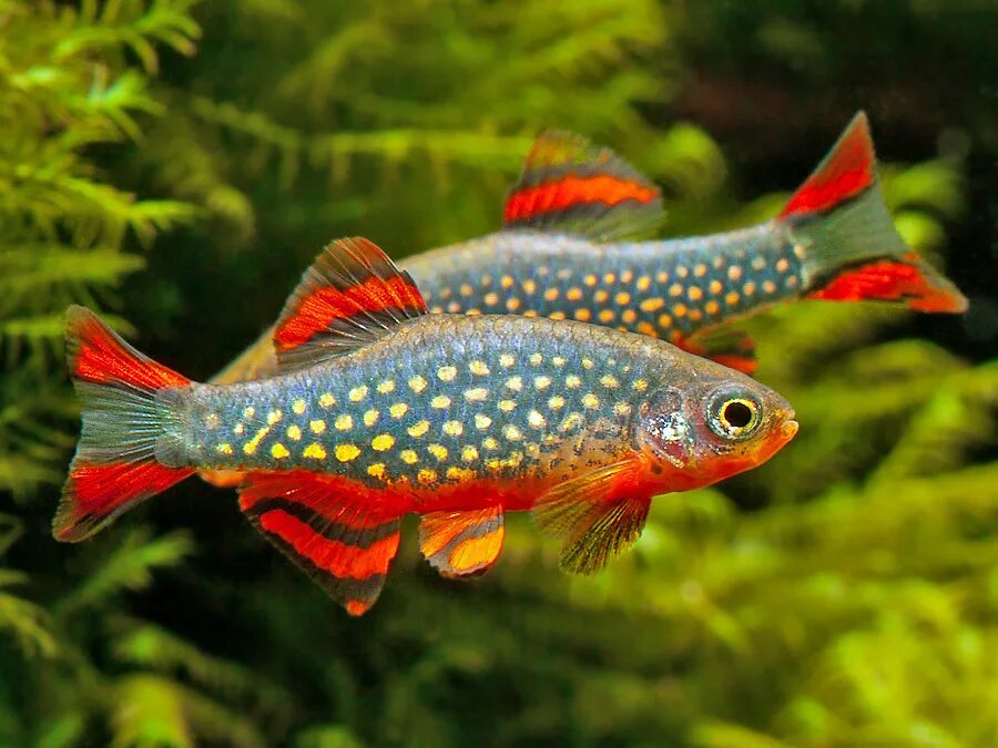 Расбора галактика аквариумная рыбка фото Микрорасбора Галактика (Danio margaritatus) купить - Живая планета