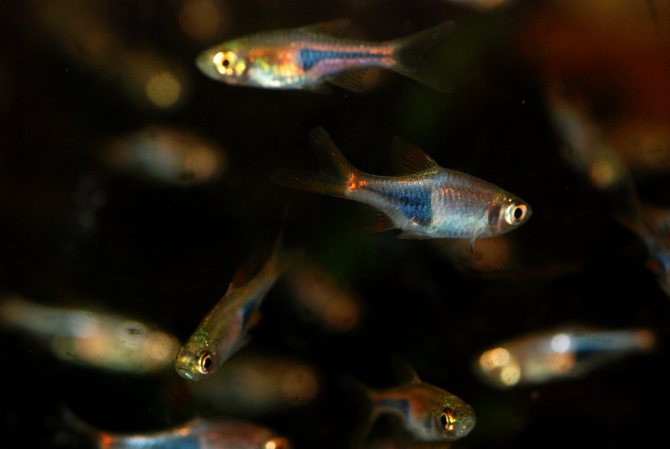 Расбора галактика аквариумная рыбка фото Расбора эспей (Rasbora espei): фото, правила содержания, особенности размножение