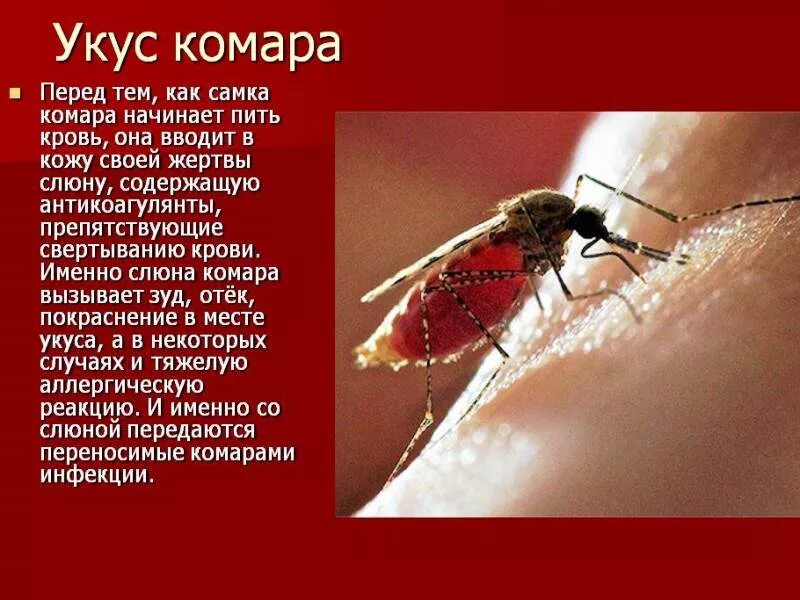 Расчесанный укус комара фото 48сб. Лето, комары да... 1 (Ольга Варлашова) / Стихи.ру