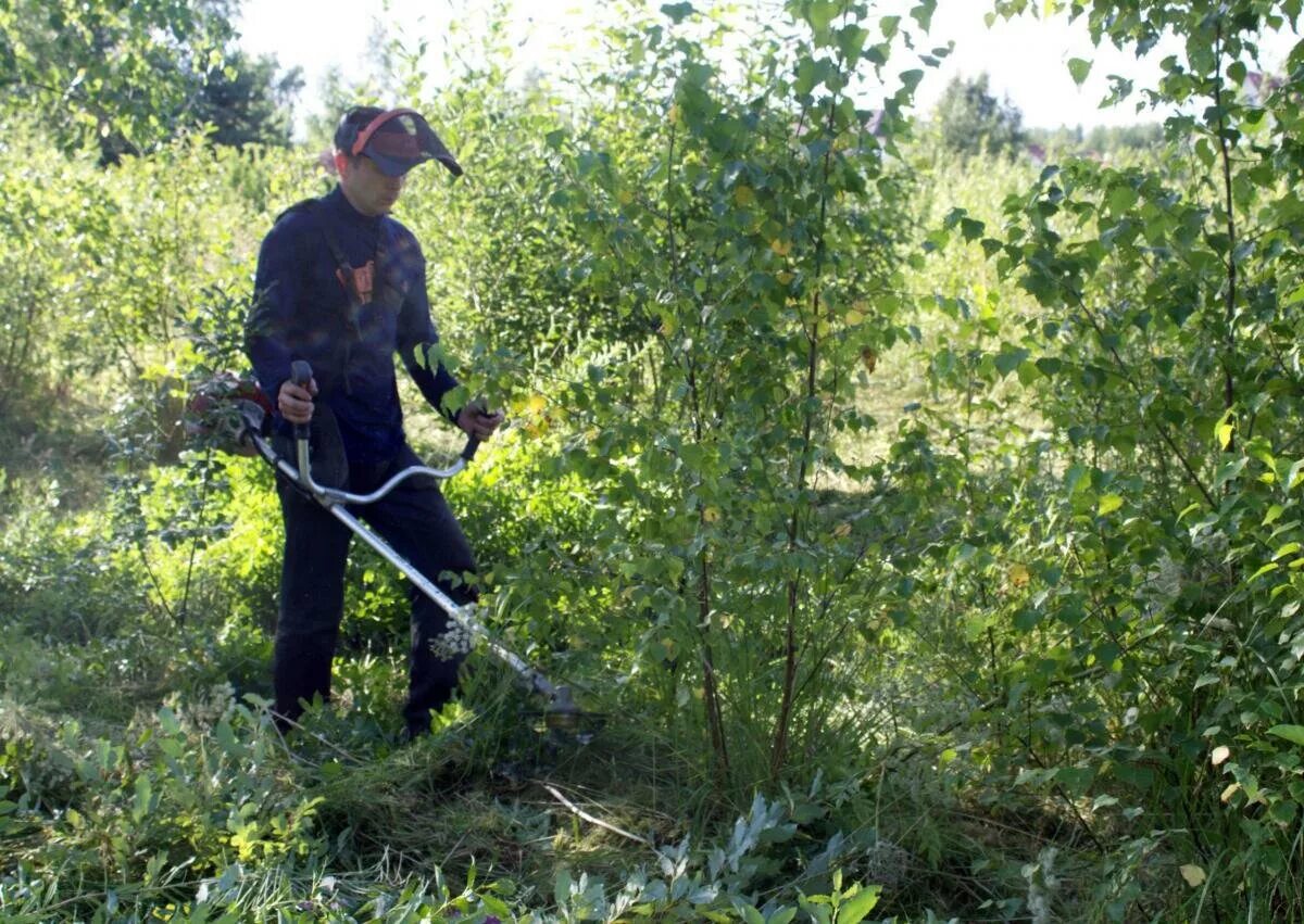 Расчистка участка фото Обрезка кустарников и живой изгороди в Первомайском районе - Спил и обрезка дере