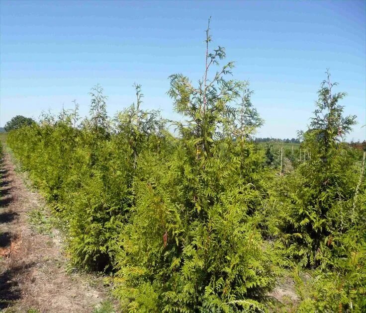 Раскидистая туя название и фото Туя японская (Туя Стендиша) Green giant arborvitae, Giant arborvitae, Green gian