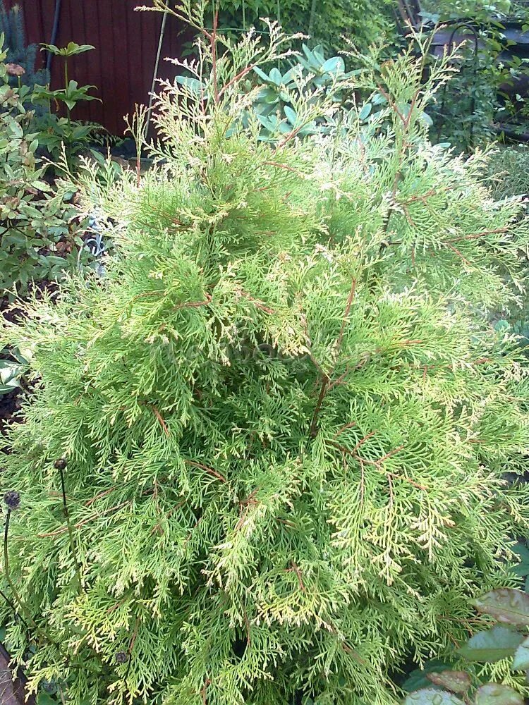 Раскидистая туя название и фото Туя западная Бор: купить саженцы Thuja occidentalis Bor в Москве