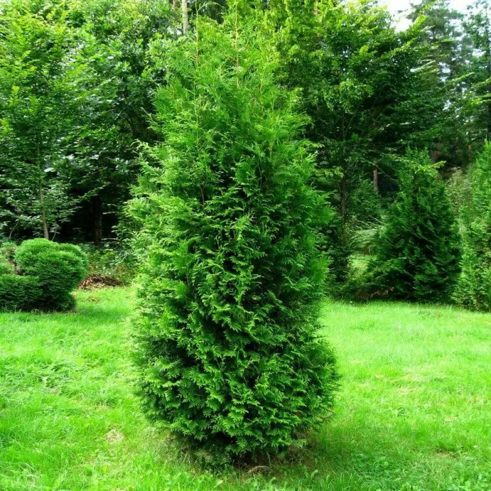 Раскидистая туя название и фото Туя Западная Брабант (Thuja Brabant 120-140см) зеленый