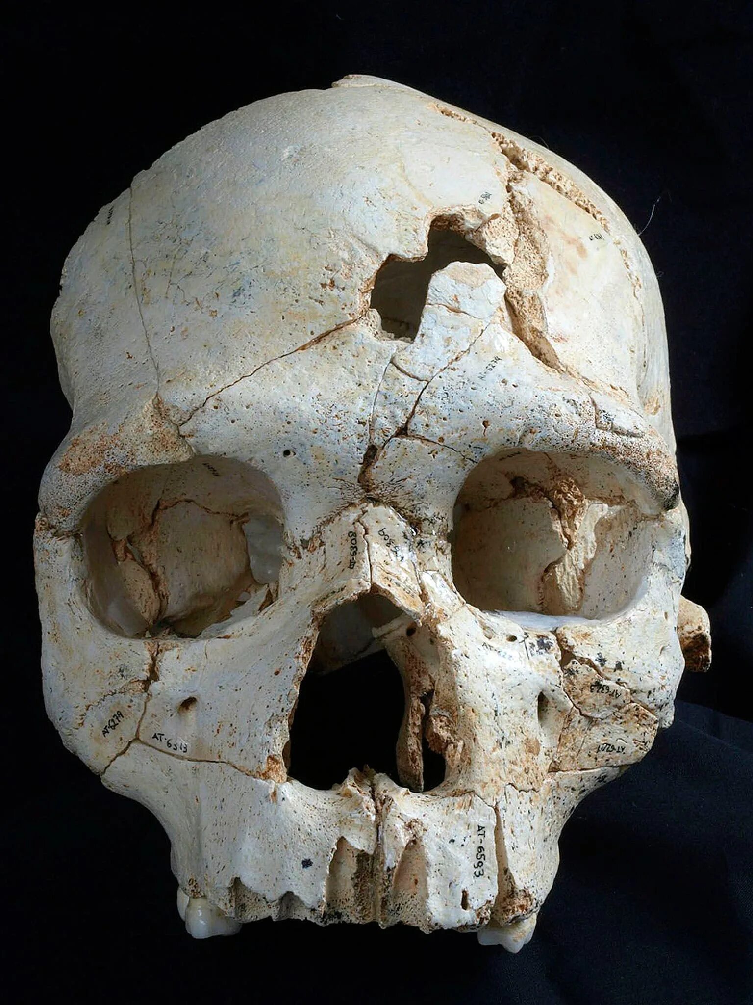 Раскололся череп фото Skull found in Spain could be the world's first-ever murder victim The Independe