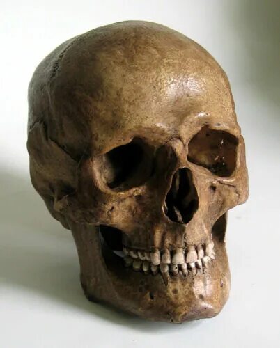 Раскололся череп у человека фото Human Skull Replica eBay