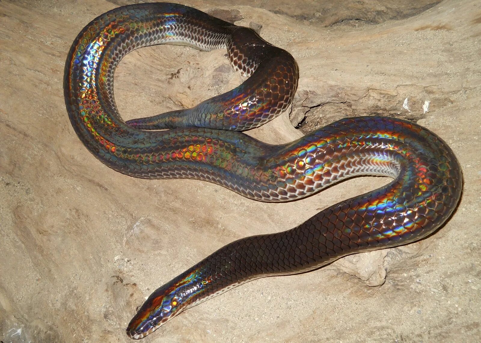 Раскрас змеи фото Real Monstrosities: Sunbeam Snake Weird animals, Snake, Snake images