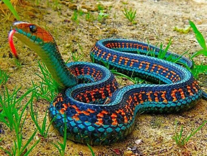 Раскрас змеи фото Don't like snakes, but love his colors Garter snake, Cool snakes, Beautiful snak