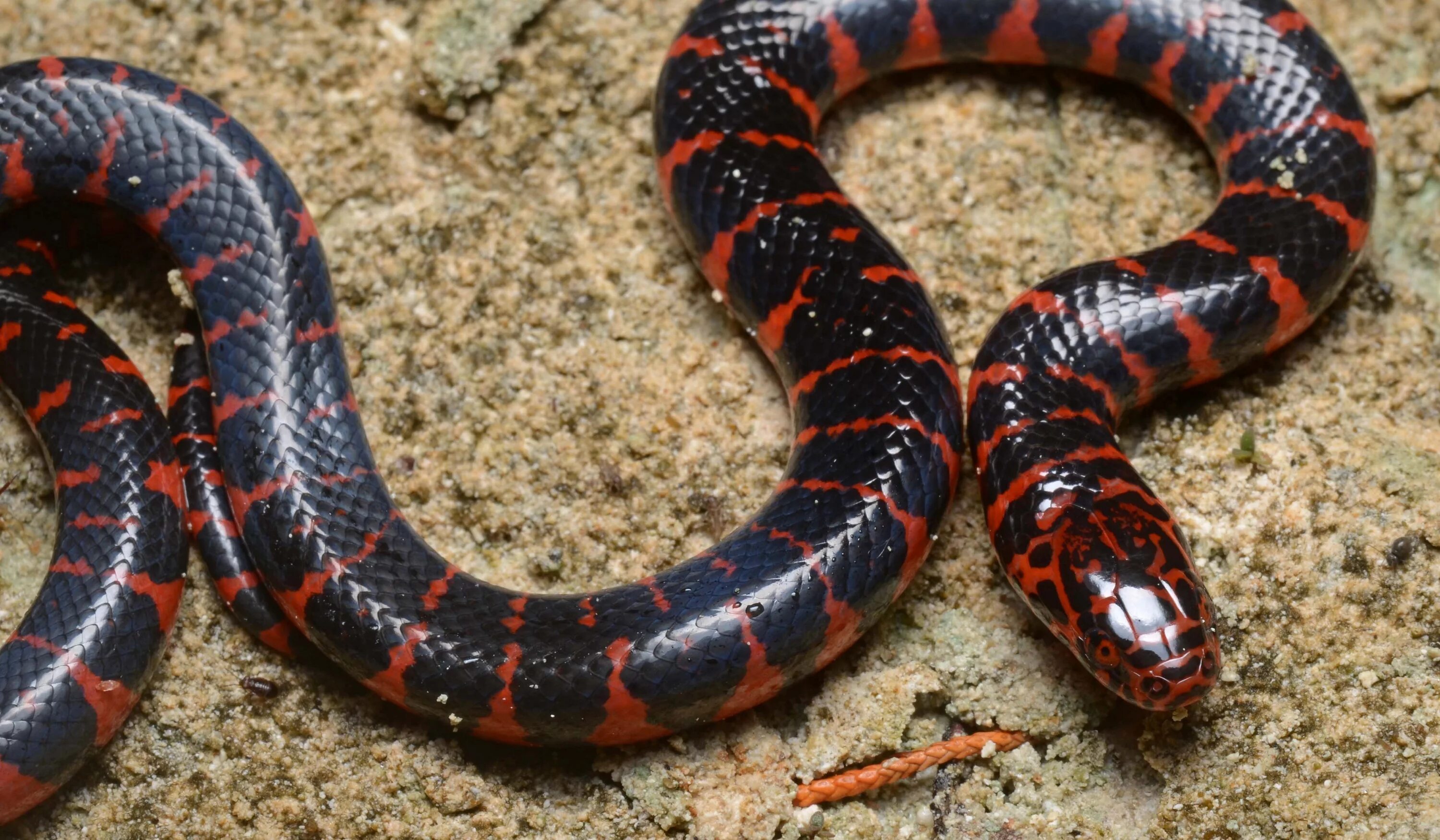 Раскрас змеи фото Eastern mud snake Deadly animals, Snake, Snake wallpaper